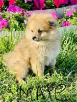 Pomeranian Puppies for sale in Carrollton, MO 64633, USA. price: NA