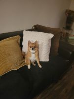 Pomeranian Puppies for sale in McKinney, TX, USA. price: NA