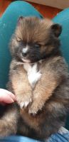 Pomeranian Puppies for sale in Lincoln, RI 02865, USA. price: NA