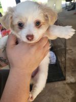 Pomeranian Puppies for sale in 3100 E Point St, East Point, GA 30344, USA. price: NA