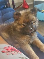 Pomeranian Puppies for sale in Euless, TX, USA. price: NA