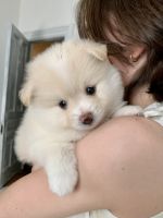 Pomeranian Puppies for sale in Chicago, IL, USA. price: NA