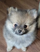 Pomeranian Puppies for sale in Granite City, IL, USA. price: NA