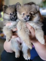 Pomeranian Puppies Photos