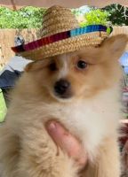 Pomeranian Puppies for sale in Hutto, TX 78634, USA. price: NA