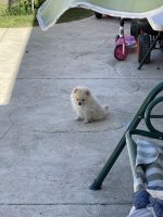 Pomeranian Puppies for sale in Santa Clarita, CA 91351, USA. price: NA