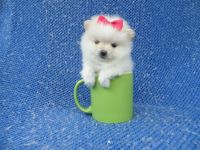 Pomeranian Puppies for sale in Whittier, CA, USA. price: NA
