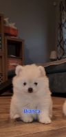 Pomeranian Puppies for sale in Fort Smith, AR, USA. price: NA