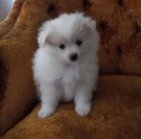 Pomeranian Puppies for sale in West Covina, CA 91792, USA. price: NA