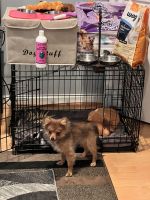 Pomeranian Puppies for sale in Owings Mills, MD, USA. price: NA