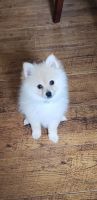Pomeranian Puppies for sale in Moberly, MO, USA. price: NA