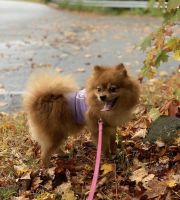 Pomeranian Puppies for sale in Southampton, MA, USA. price: NA