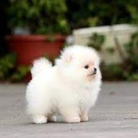 Pomeranian Puppies for sale in Oakland Ave, Piedmont, CA, USA. price: NA