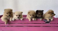 Pomeranian Puppies for sale in Lynwood, CA, USA. price: NA