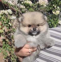Pomeranian Puppies for sale in Manteca, CA, USA. price: NA