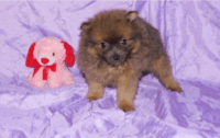 Pomeranian Puppies for sale in Bondurant, IA 50035, USA. price: NA