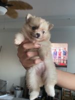 Pomeranian Puppies for sale in Tulsa, OK 74115, USA. price: NA