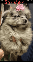 Pomeranian Puppies for sale in Fairview Heights, IL, USA. price: NA