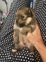 Pomeranian Puppies for sale in Escalon, CA 95320, USA. price: NA
