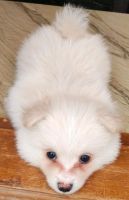 Pomeranian Puppies for sale in Pavoorchatram, Tamil Nadu 627808, India. price: 6500 INR
