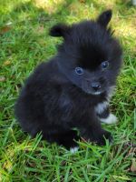 Pomeranian Puppies for sale in Statham, GA, USA. price: NA