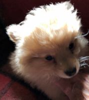 Pomeranian Puppies for sale in Northeast Ohio, OH, USA. price: NA