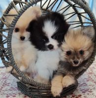 Pomeranian Puppies for sale in Denver, CO, USA. price: NA