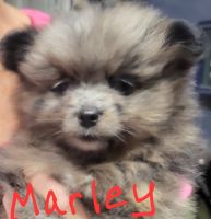 Pomeranian Puppies for sale in Fairview Heights, IL, USA. price: NA