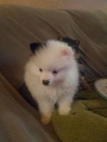 Pomeranian Puppies for sale in Douglasville, GA, USA. price: NA