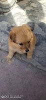 Pomeranian Puppies for sale in Mandi Mullanpur, Punjab 140405, India. price: 15000 INR