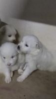 Pomeranian Puppies for sale in Virudhachalam, Tamil Nadu 606001, India. price: 14000 INR