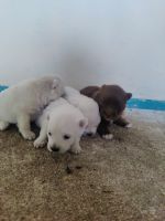 Pomeranian Puppies for sale in Changanassery, Kerala, India. price: 5500 INR