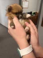Pomeranian Puppies for sale in Enid, OK, USA. price: NA
