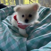 Pomeranian Puppies for sale in Los Angeles, CA 90022, USA. price: NA