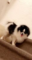 Pomeranian Puppies for sale in Richton Park, IL, USA. price: $2,000