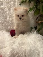 Pomeranian Puppies for sale in Bakersfield, CA 93306, USA. price: NA
