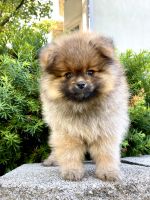 Pomeranian Puppies for sale in Vernon Hills, IL 60061, USA. price: $3,500