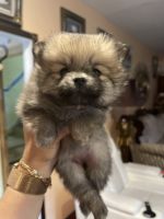 Pomeranian Puppies for sale in Boston, MA, USA. price: $2,100