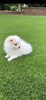Pomeranian Puppies for sale in Los Angeles, CA, USA. price: $1,200