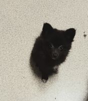 Pomeranian Puppies for sale in Birmingham, AL, USA. price: $975