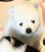 Pomeranian Puppies for sale in North Kingstown, RI, USA. price: $500