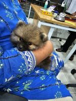 Pomeranian Puppies for sale in Bachupally Cross Road, Bachupally, Hyderabad, Telangana 500090. price: 25,000 INR
