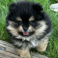 Pomeranian Puppies for sale in Chicago, IL, USA. price: $2,500