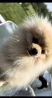Pomeranian Puppies for sale in Chicago, IL, USA. price: $2,000