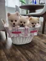 Pomeranian Puppies for sale in 15920 Pomona Rincon Rd, Chino Hills, CA 91709, USA. price: $900