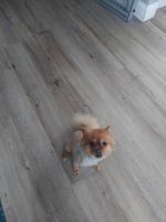 Pomeranian Puppies for sale in Gary, IN, USA. price: NA