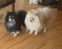 Pomeranian Puppies for sale in Saint André, NB E3Y, Canada. price: $1,000