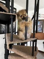 Pomeranian Puppies for sale in Revere, MA, USA. price: $1,000