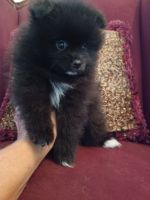 Pomeranian Puppies for sale in Monee, IL 60449, USA. price: $850