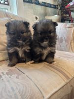 Pomeranian Puppies for sale in Jones, OK, USA. price: $1,000